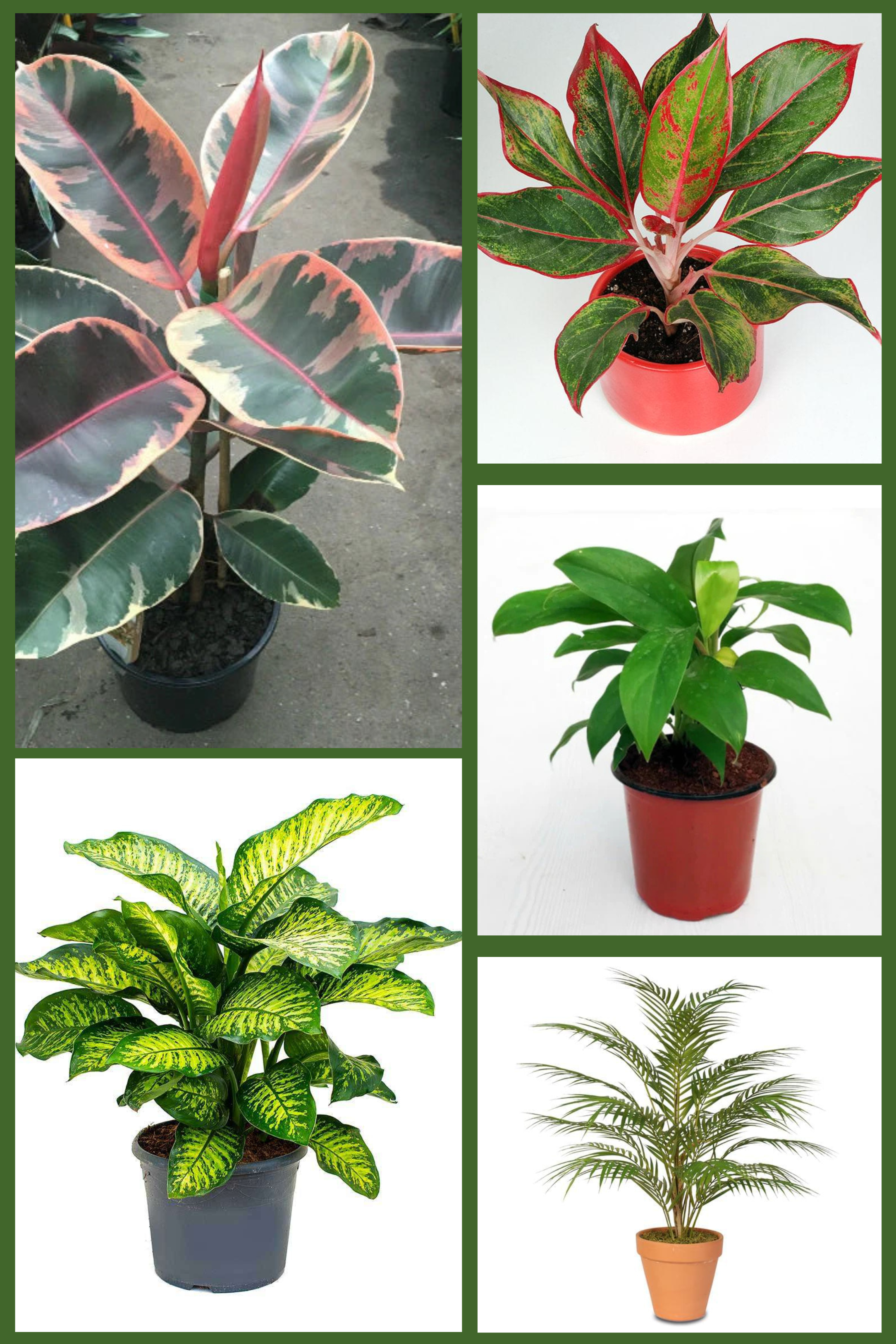 Designer Indoor Foliage Combo