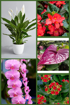 Premium Indoor Bloomers