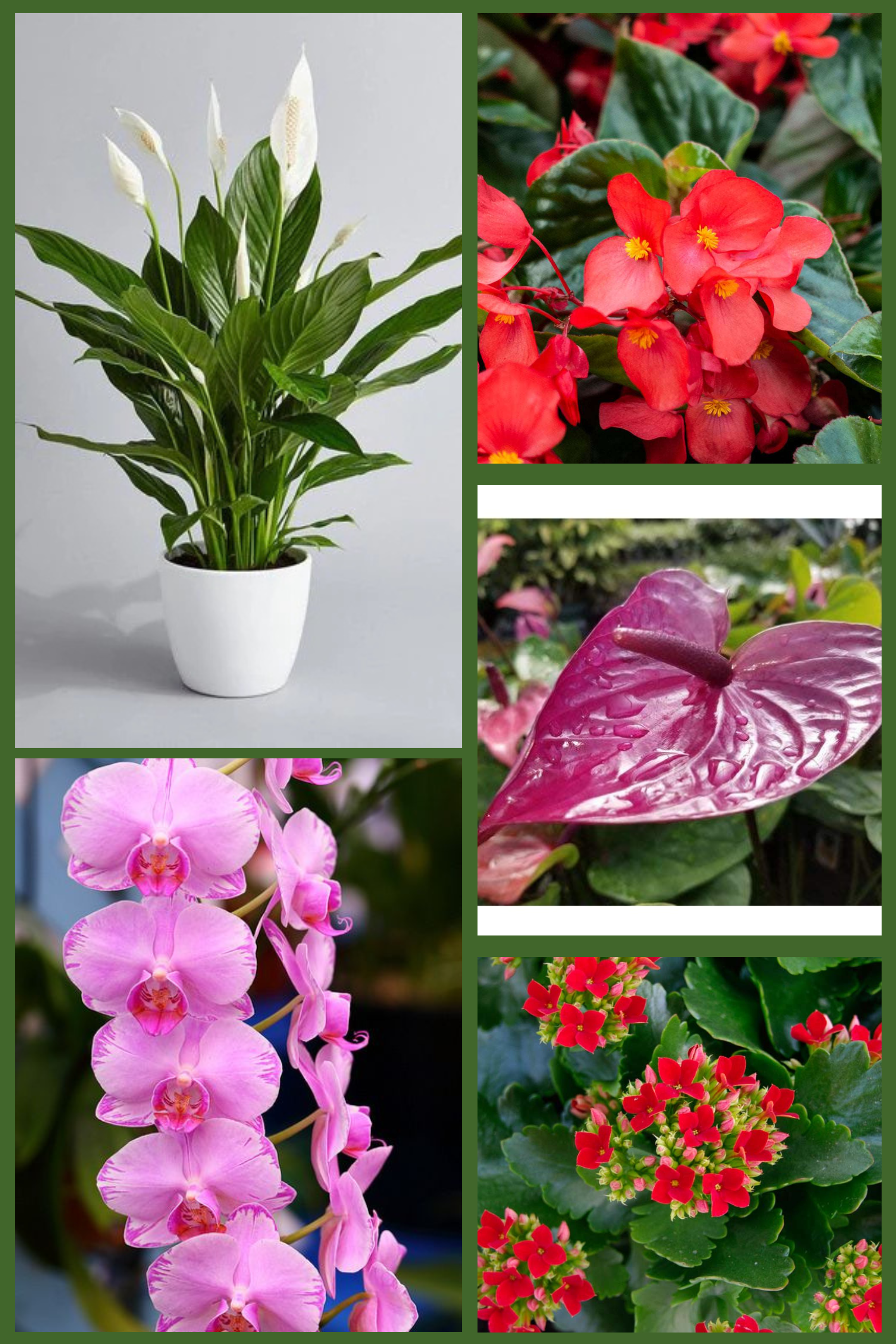 Premium Indoor Bloomers