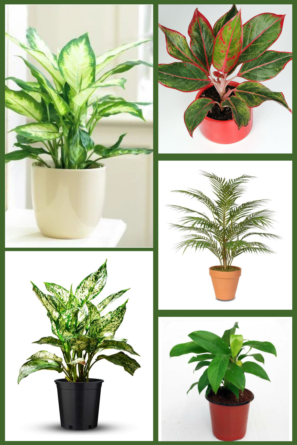 Lush Green Indoor Collection