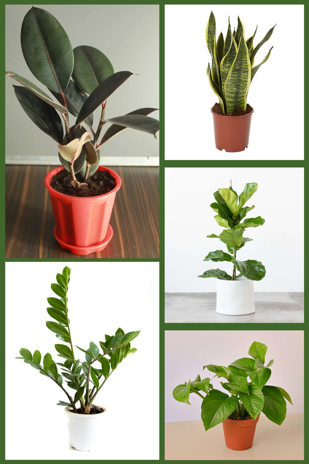Statement Indoor Plants Pack