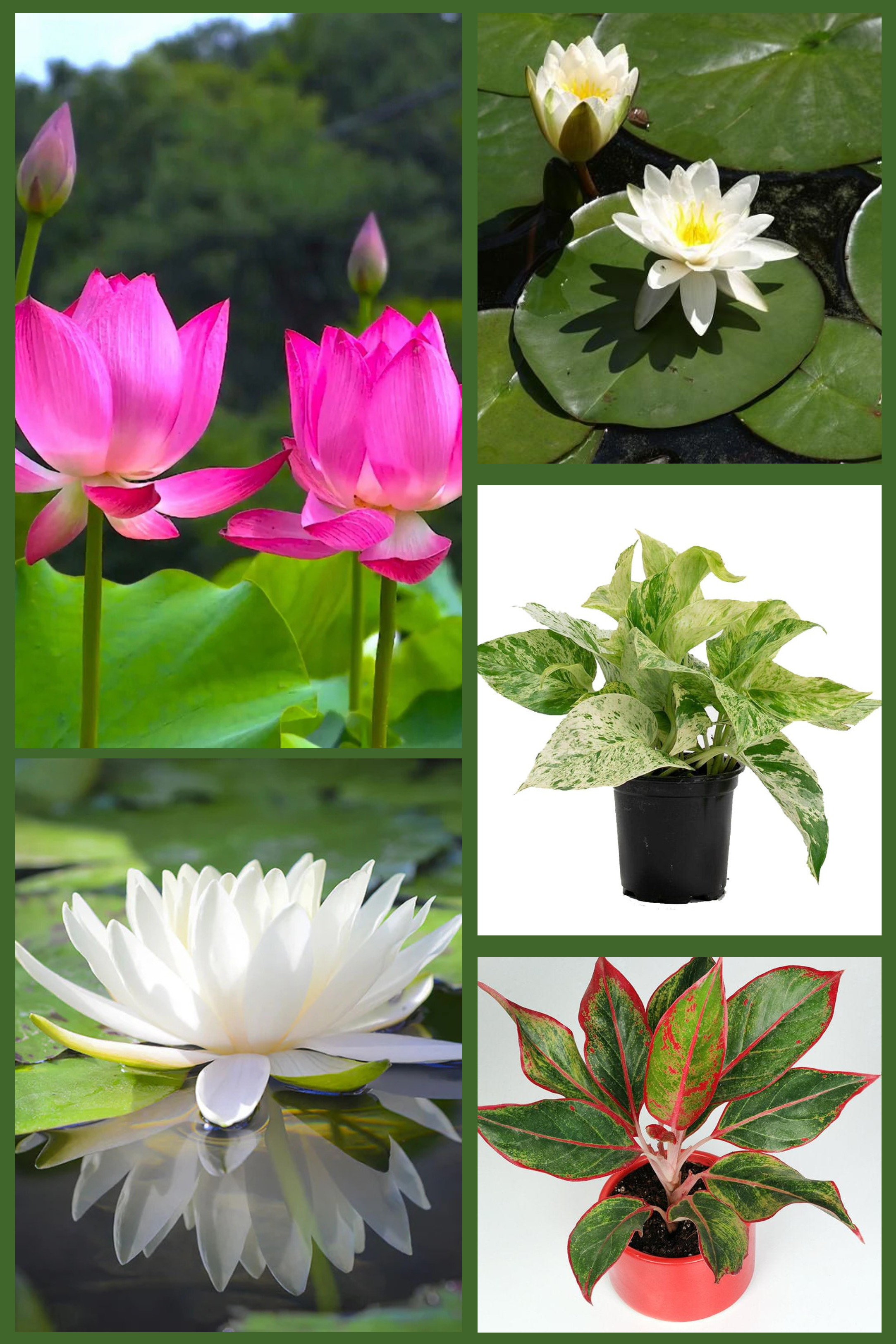 Indoor & Aquatic Luxury Pack