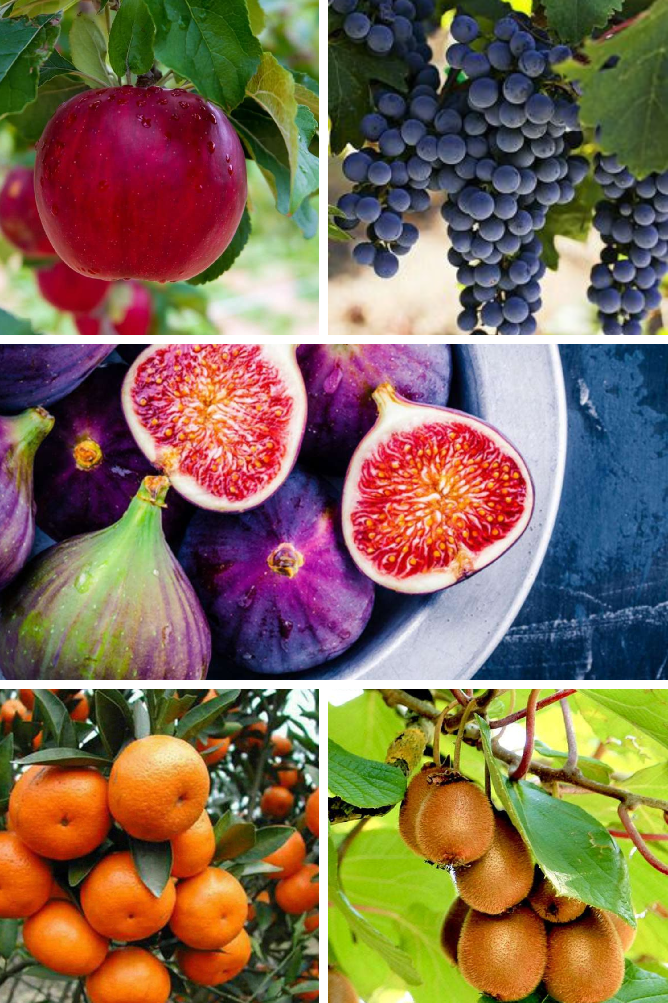 European Style Fruit Garden