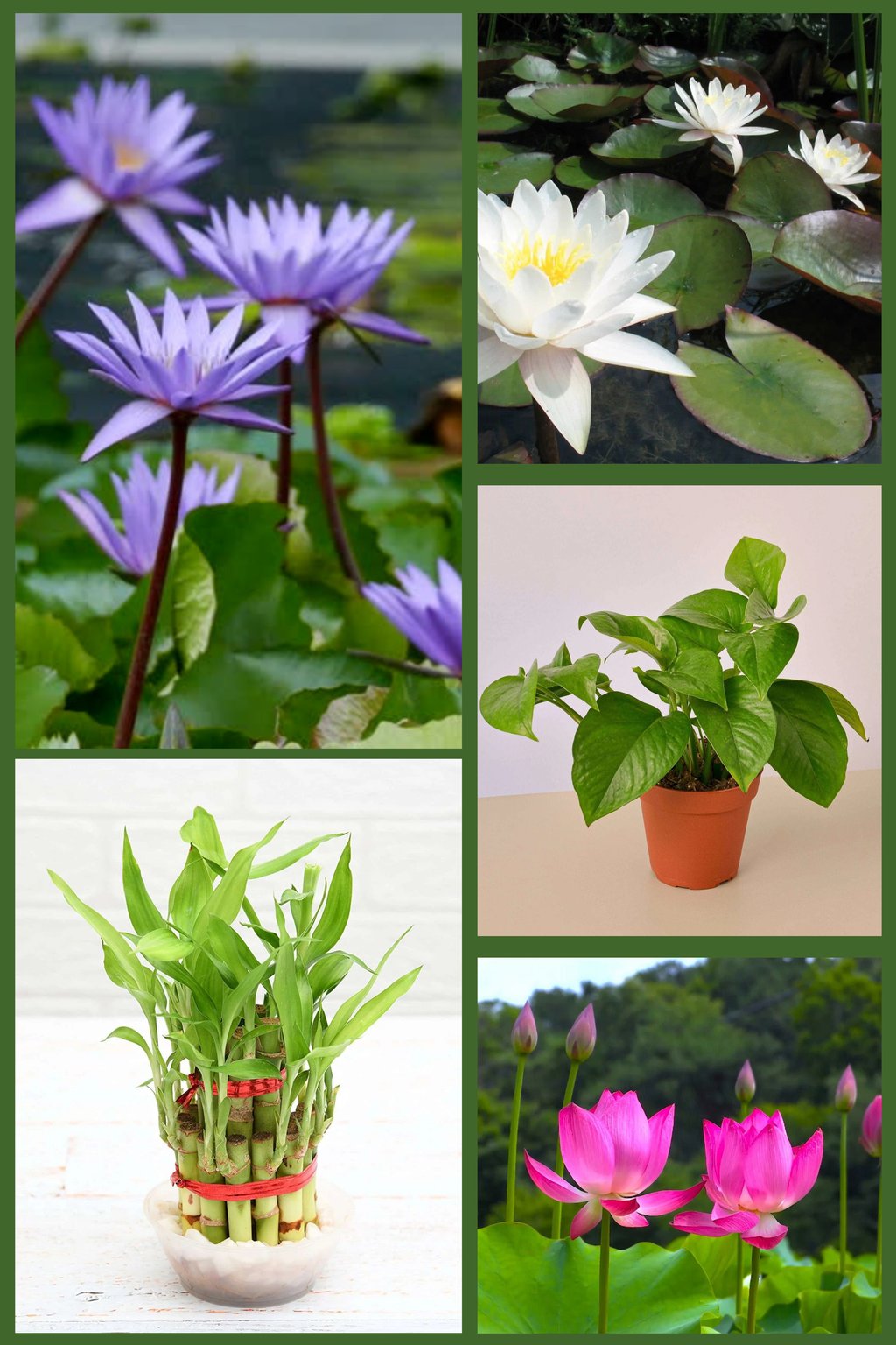 Aquatic Serenity Garden