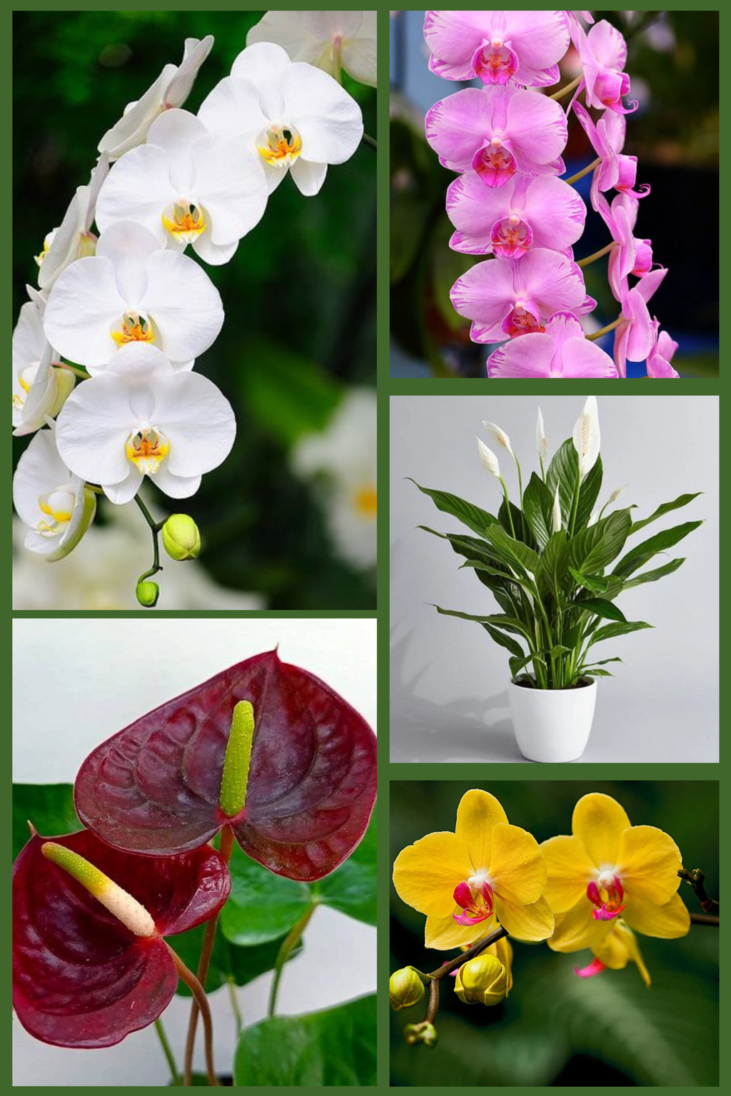 Orchid & Anthurium Showcase