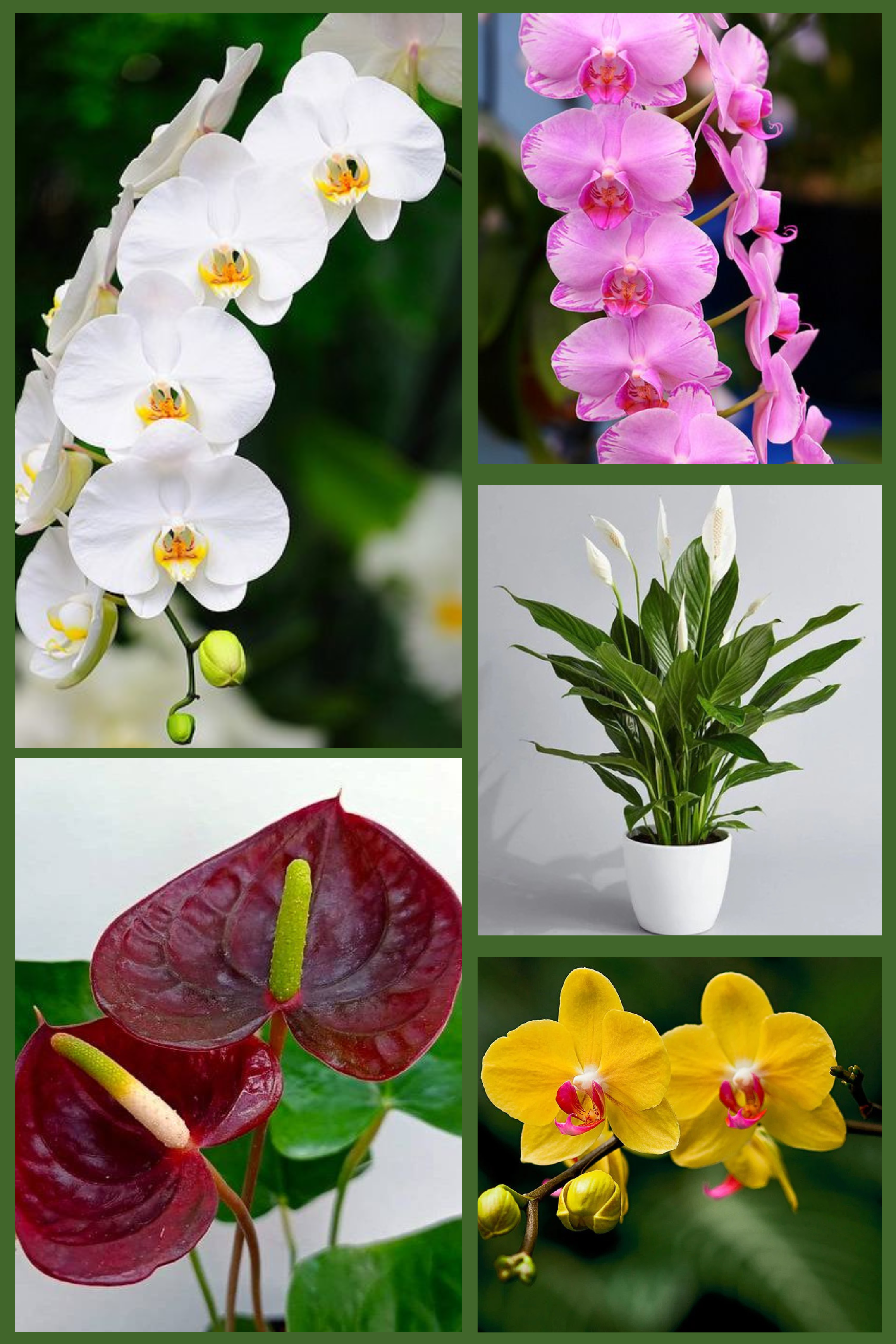 Orchid & Anthurium Showcase
