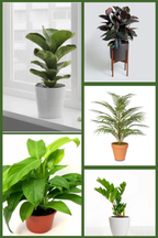 Large Indoor Statement Combo