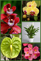 Luxury Indoor Flower Combo