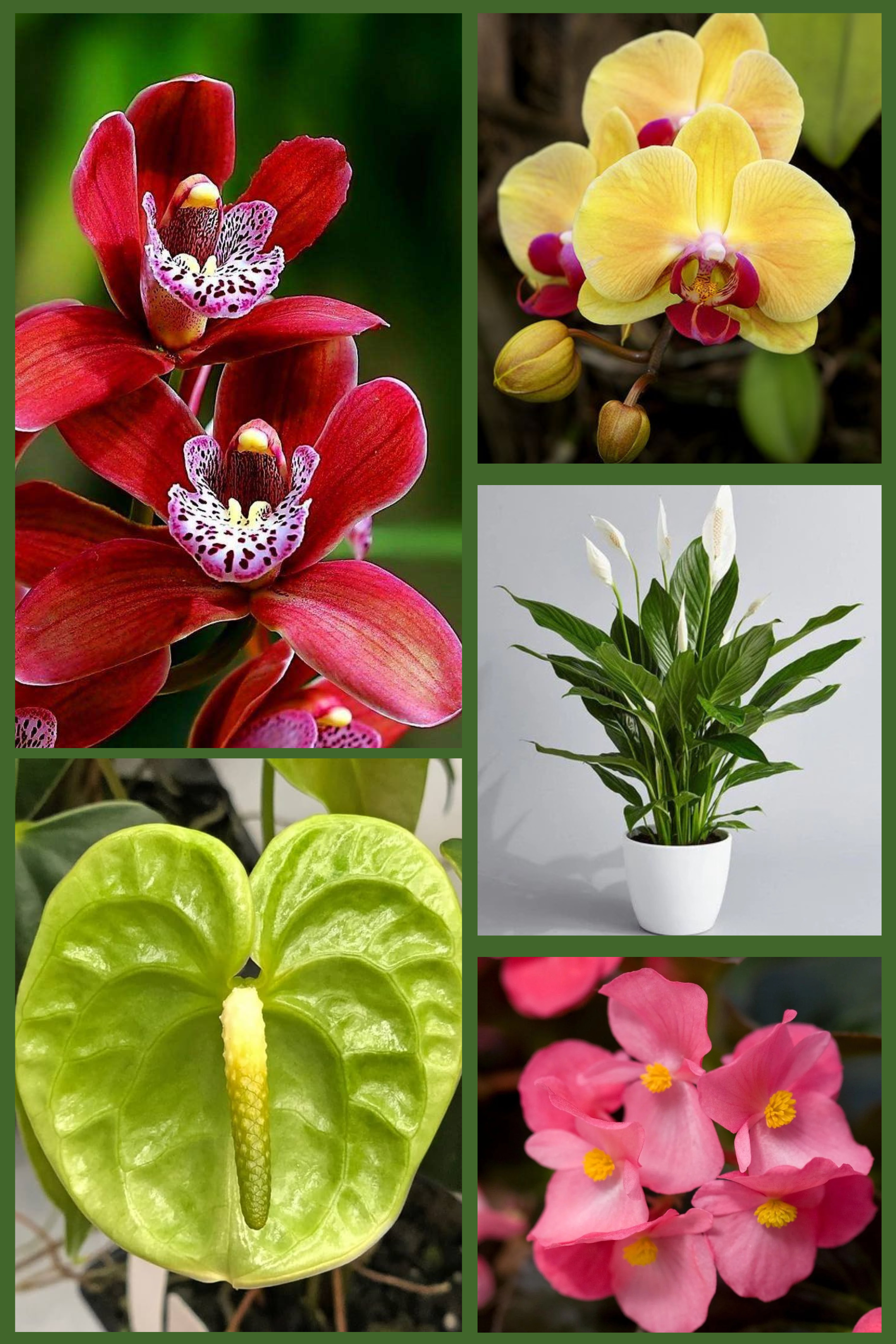 Luxury Indoor Flower Combo