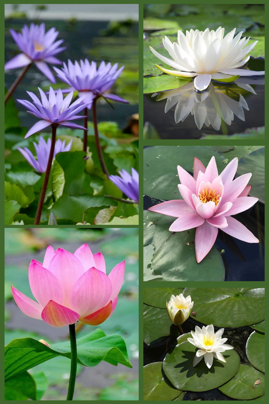 Premium Lotus & Lily Collection