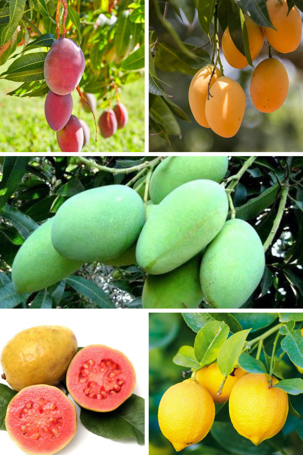 Elite Mango Collection