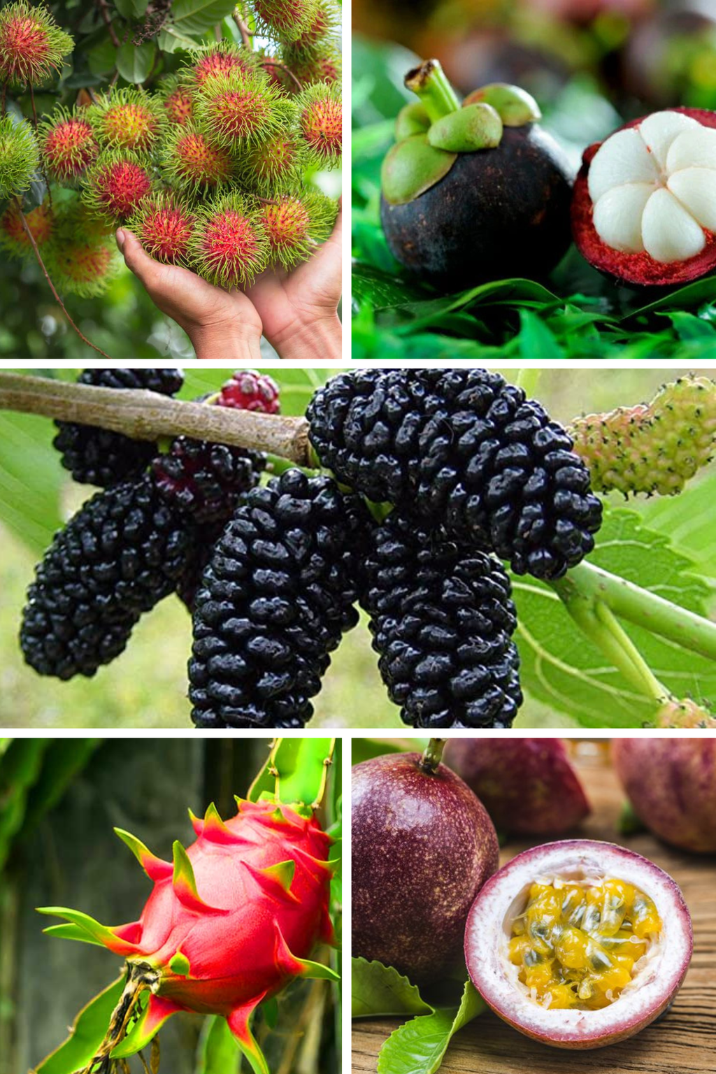 Ultra Rare Exotic Fruit Set