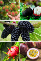 Ultra Rare Exotic Fruit Set