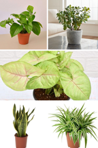 Easy Care Indoor Starter Pack