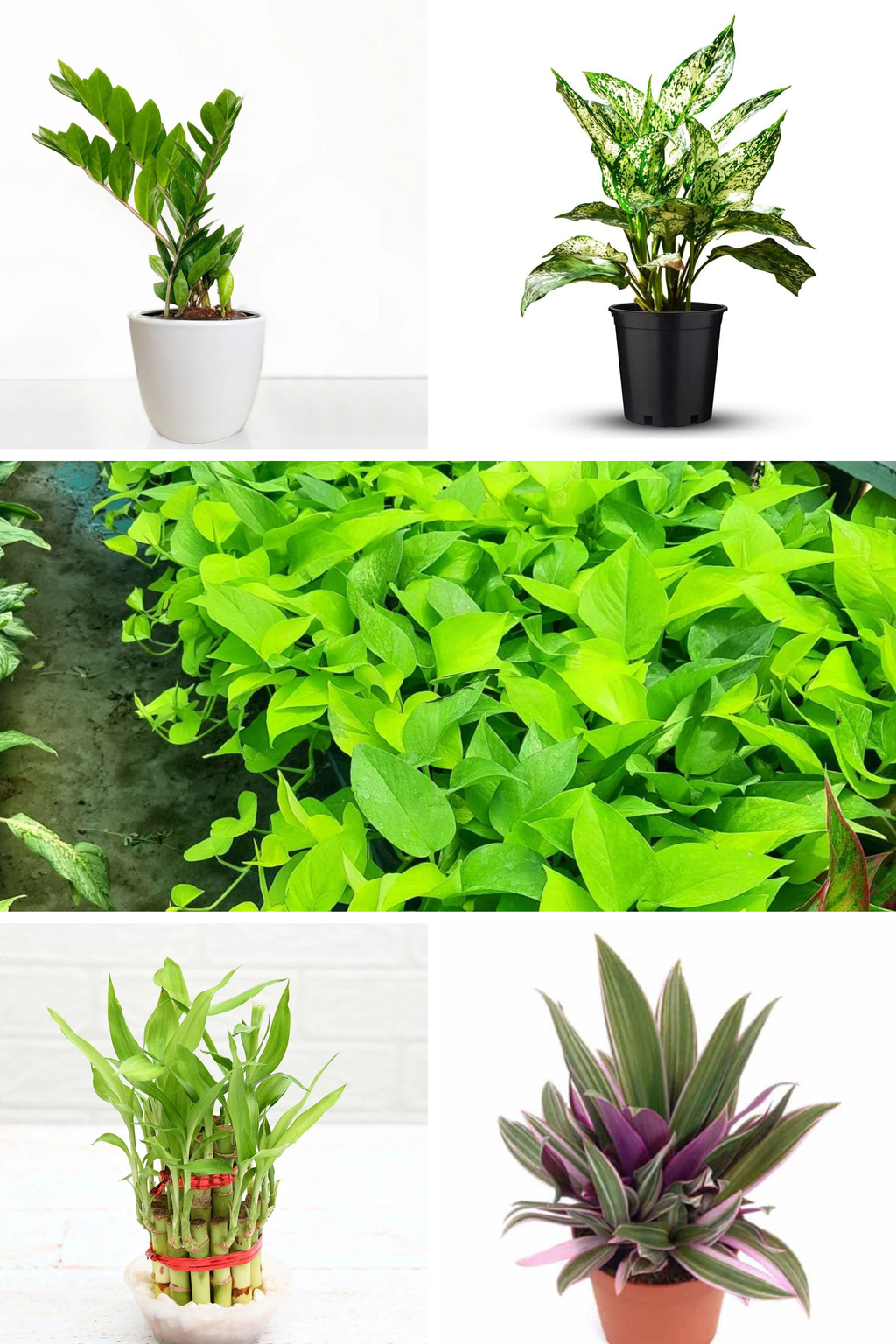 Low Light Indoor Combo