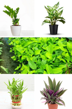 Low Light Indoor Combo