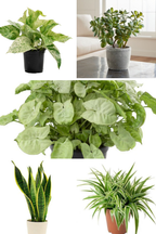 Compact Indoor Green Set