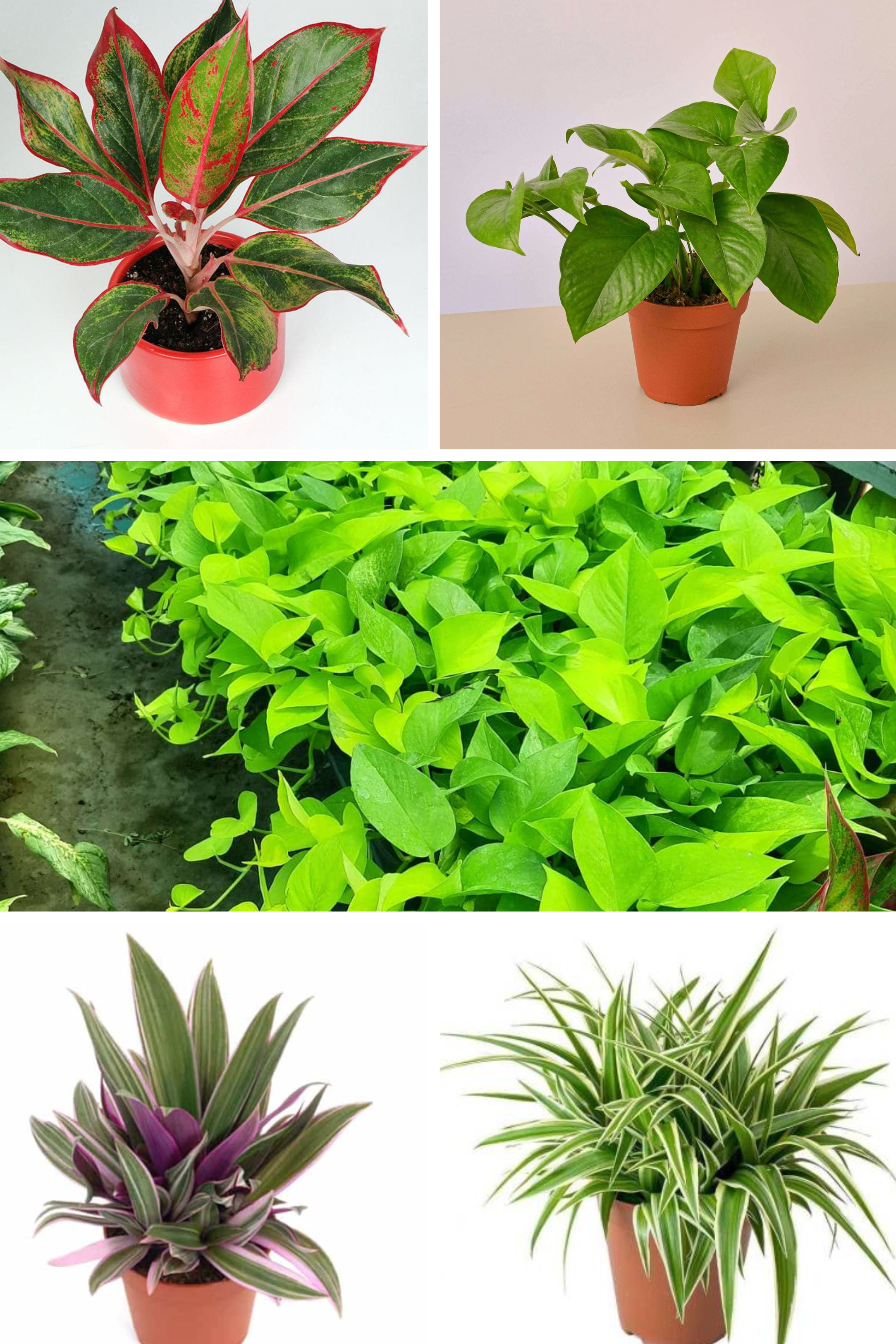 Colorful Indoor Foliage Pack