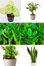 Air Purifying Indoor Combo