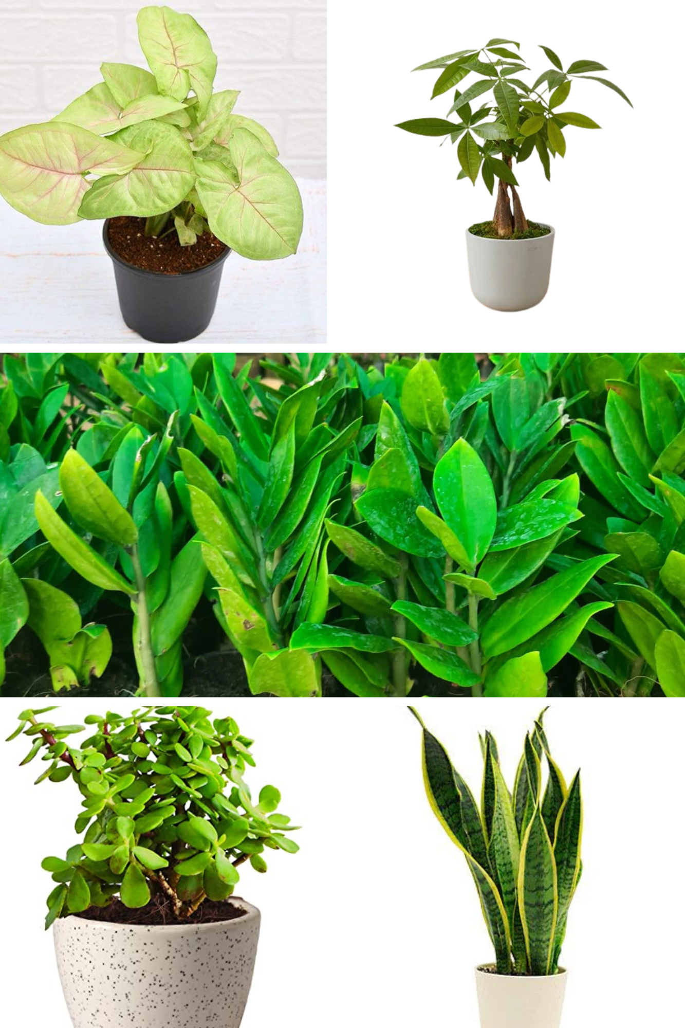 Air Purifying Indoor Combo