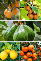 Premium Imported Fruit Plants Pack