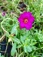 Table Rose Purple Plant.