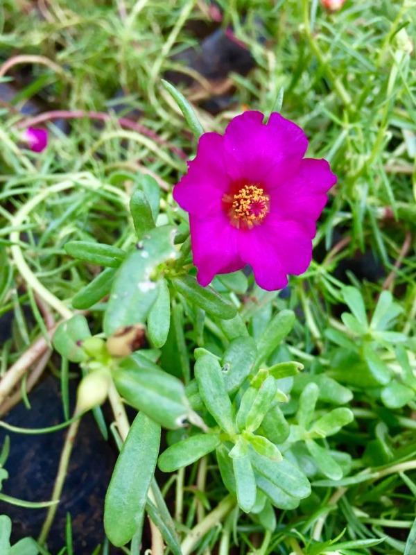 Table Rose Purple Plant.