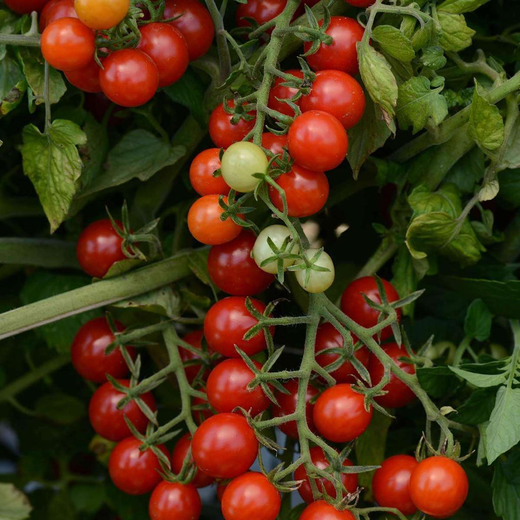 Cherry Tomato Seed Balls.