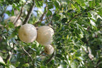 Grafted Wood Apple Fruit Plant.