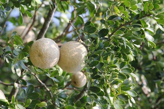Grafted Wood Apple Fruit Plant.