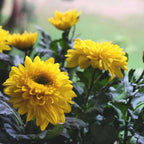 All-Season Marigold & Mum Pack