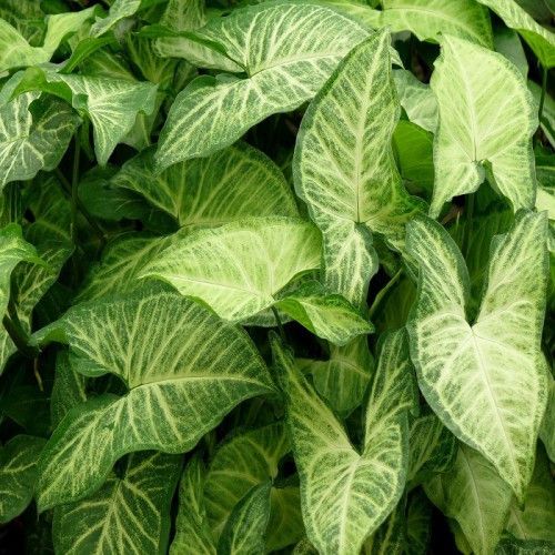 Syngonium Plant.
