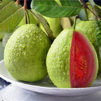 Grafted Guava Red Fruit Plant.