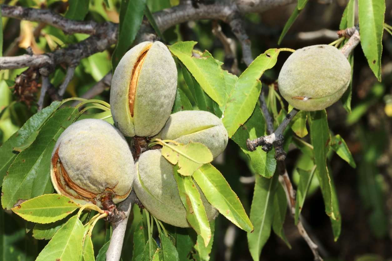 Grafted Almond Fruit Plant.