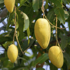Grafted Alphonso Mango Plant.