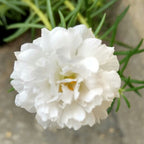 Table Rose White Plant.