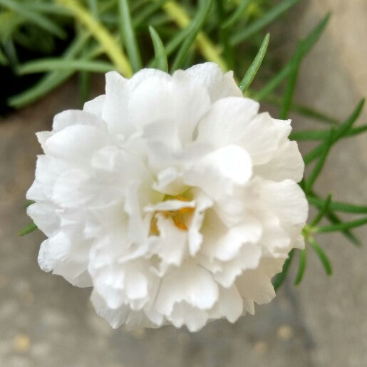Table Rose White Plant.