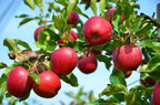 Grafted Red Apple Plant.