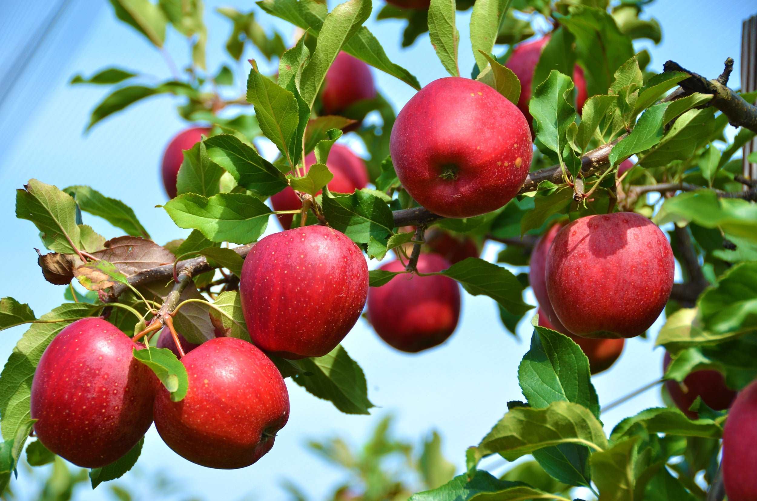 Grafted Red Apple Plant.