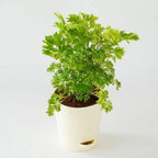 Aralia Golden Plant.