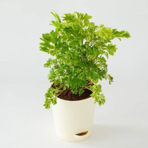 Aralia Golden Plant.