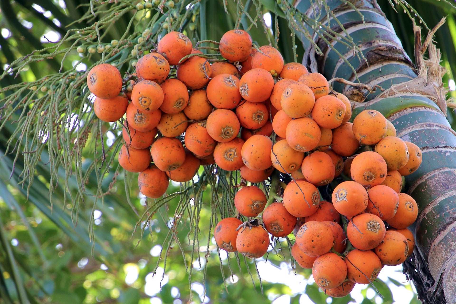 Grafted Areca Nut Fruit Plant.