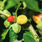 Ashwagandha Plant.