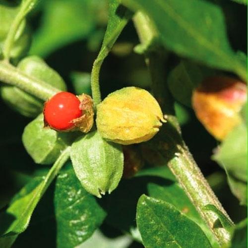 Ashwagandha Plant.