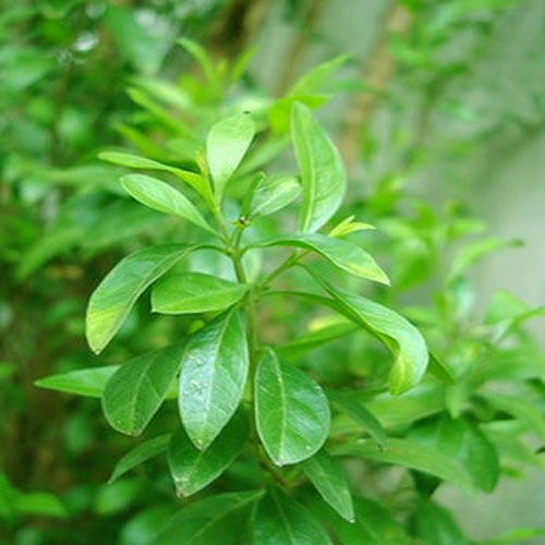 Henna Plant.