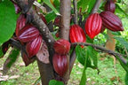 Grafted Chocolate Plant.
