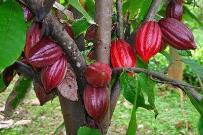 Grafted Chocolate Plant.