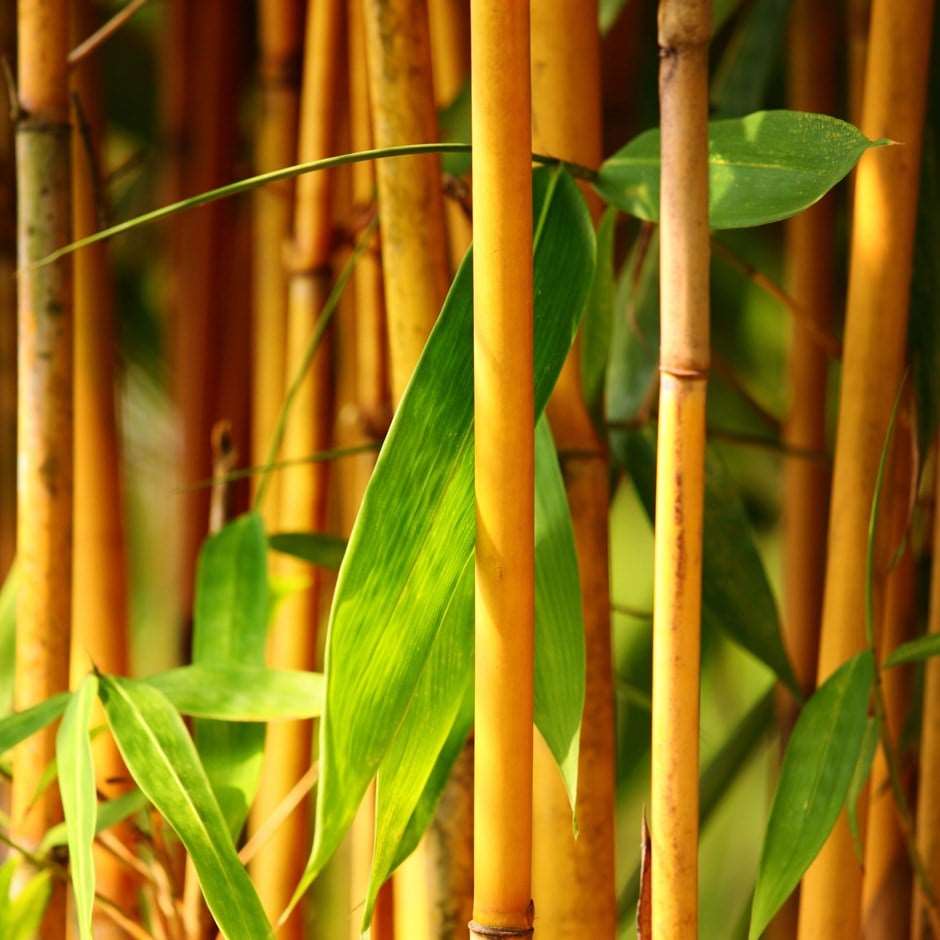 Golden Bamboo Plant.