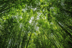 Bheema Bamboo Plant.