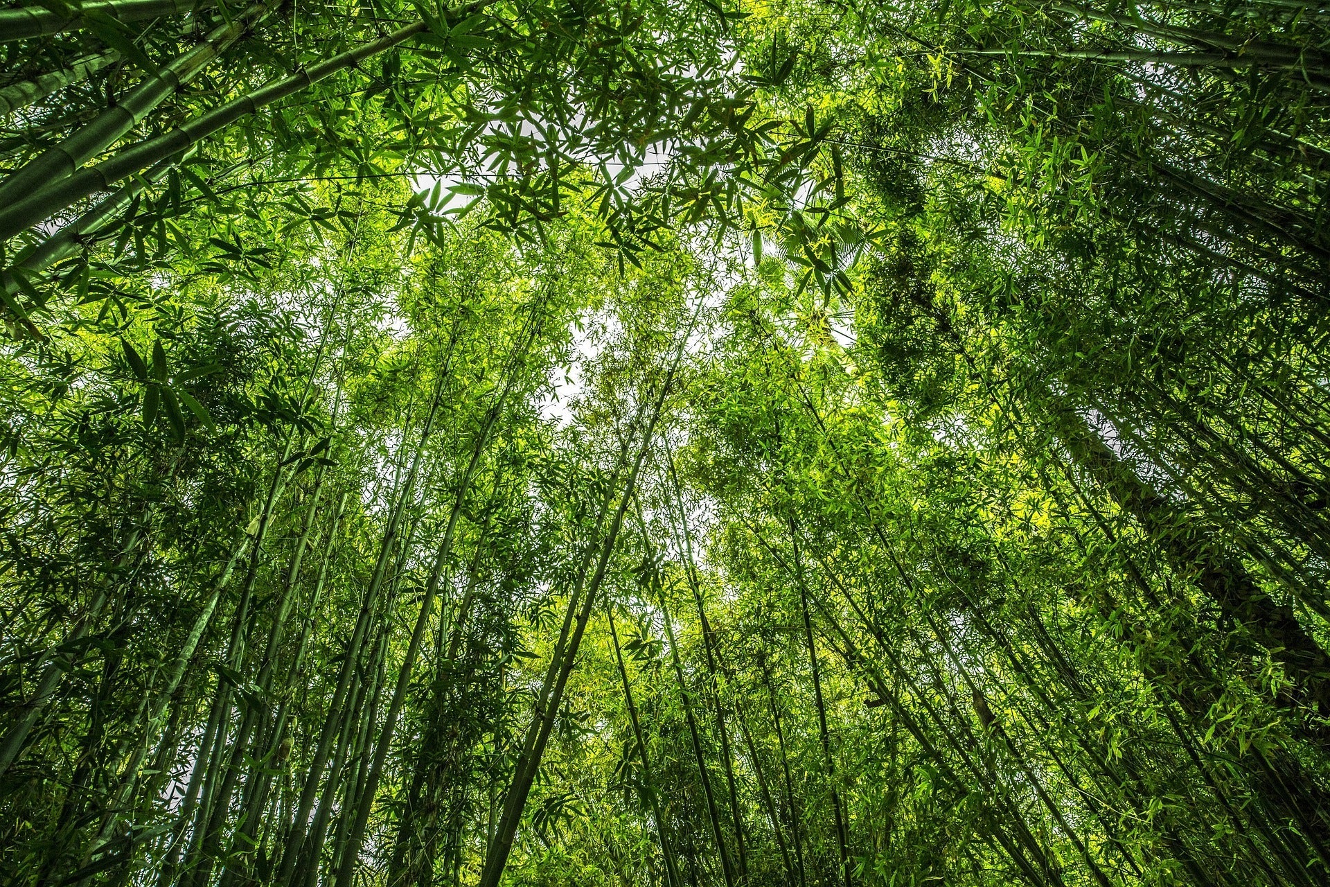 Bheema Bamboo Plant.
